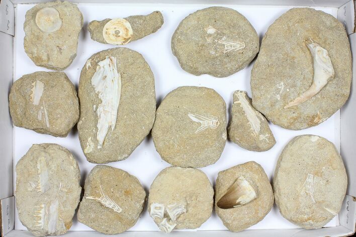 Flat: Cretaceous Marine Vertebrate Fossils - Pieces #96113